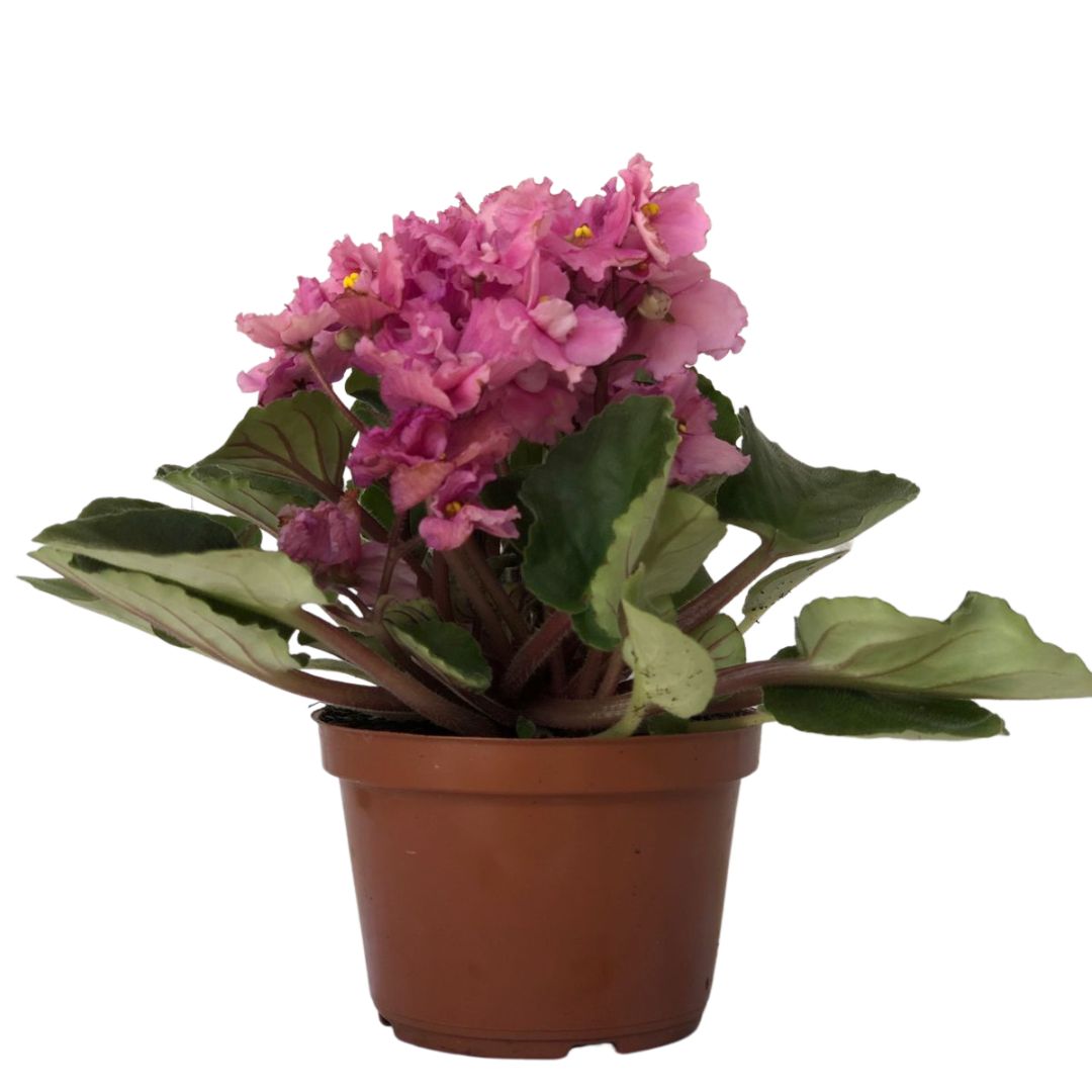 Flor Violeta Saintpaulia ionantha Pote 11 - Imagem 6