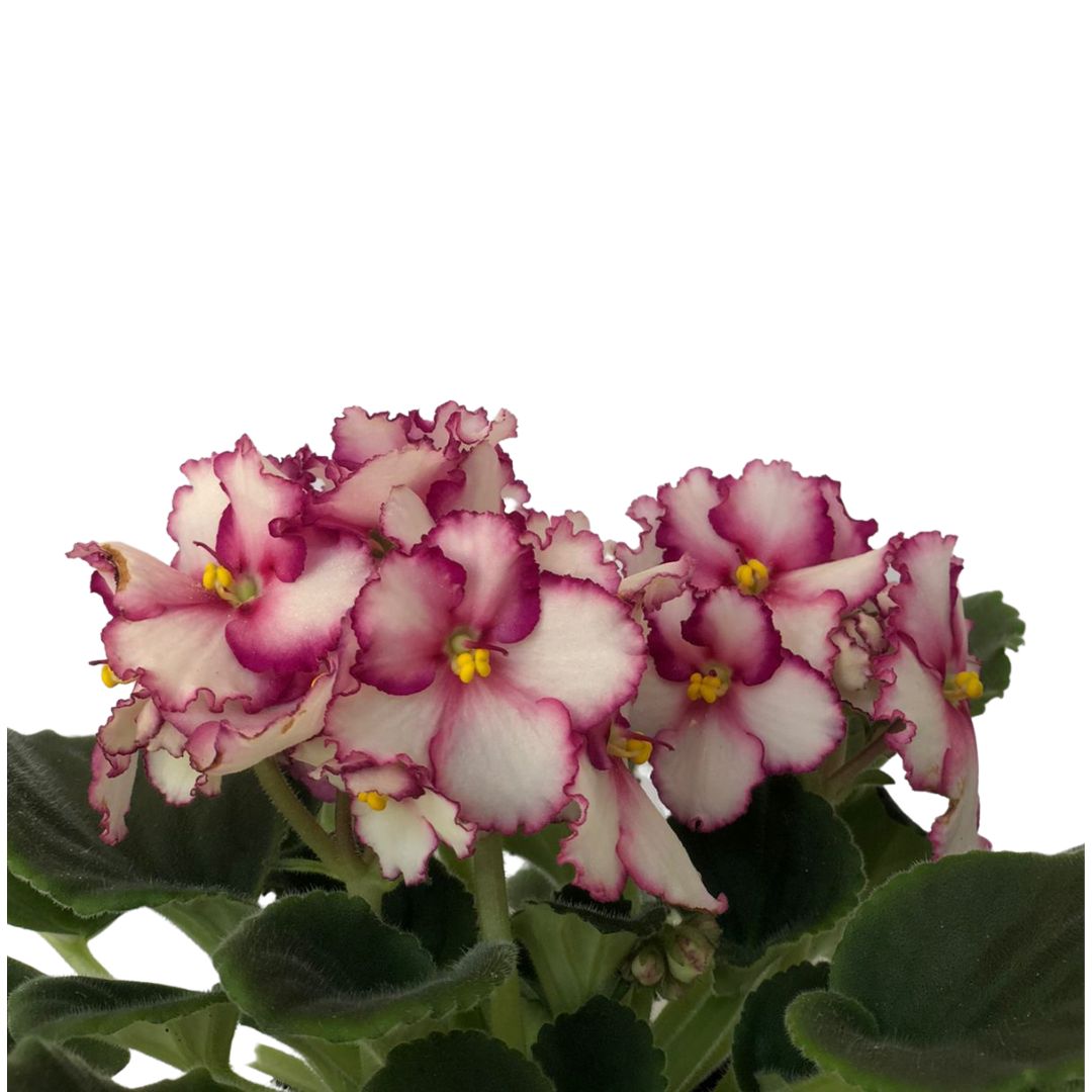 Flor Violeta Saintpaulia ionantha Pote 11 - Imagem 9