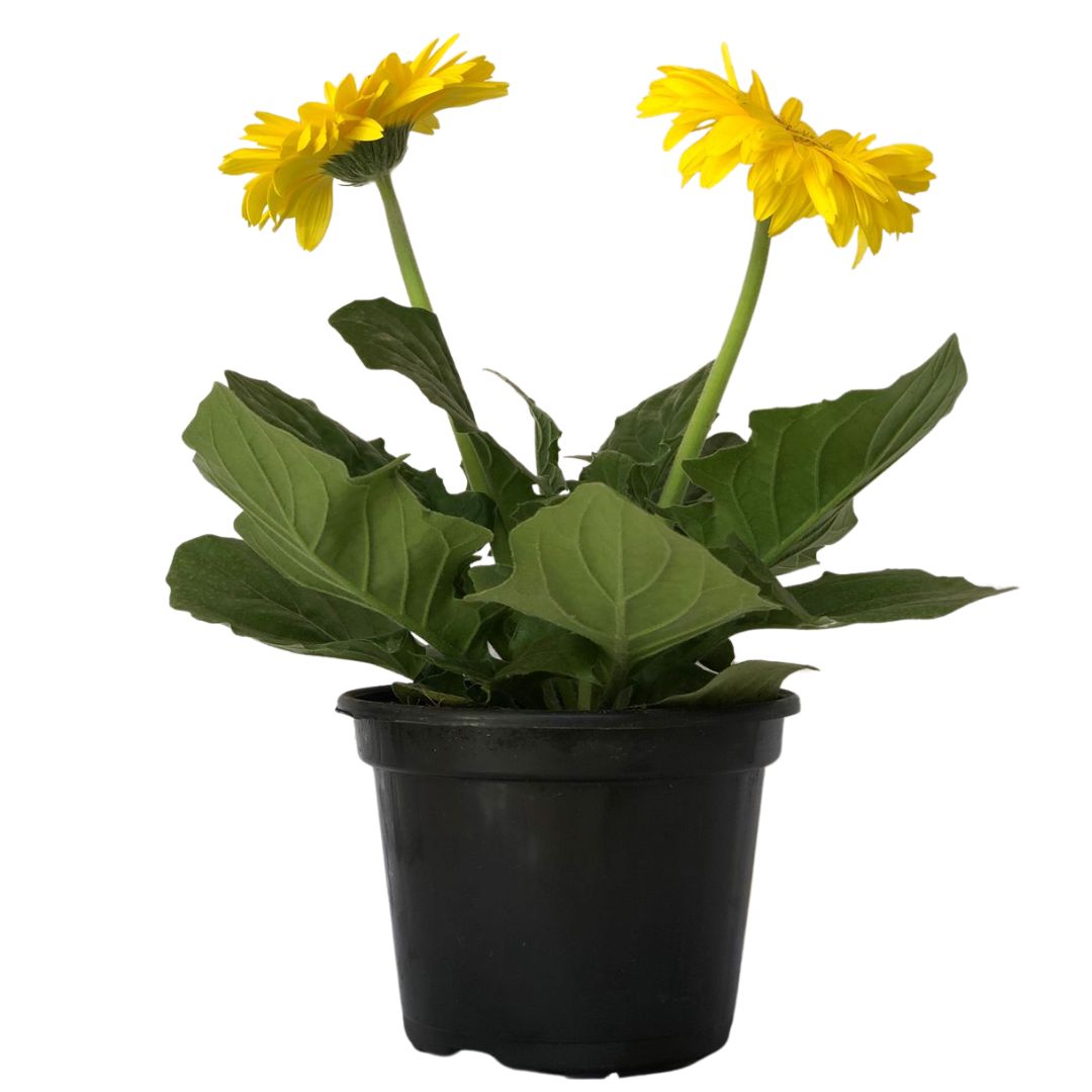 Margarida Africana - Gerbera Jamesonii Pote 14 - Imagem 3
