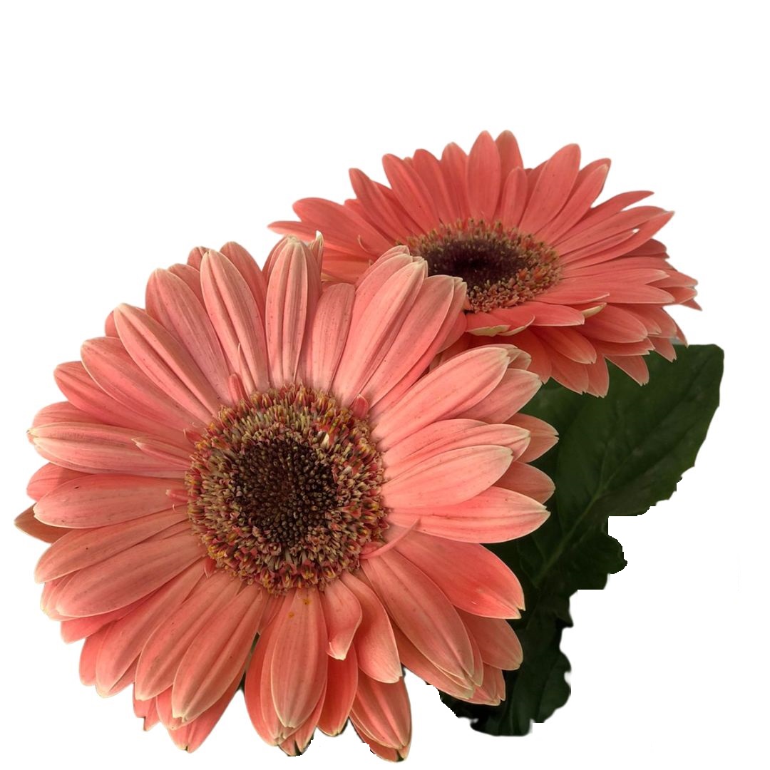 Margarida Africana - Gerbera Jamesonii Pote 14 - Imagem 9
