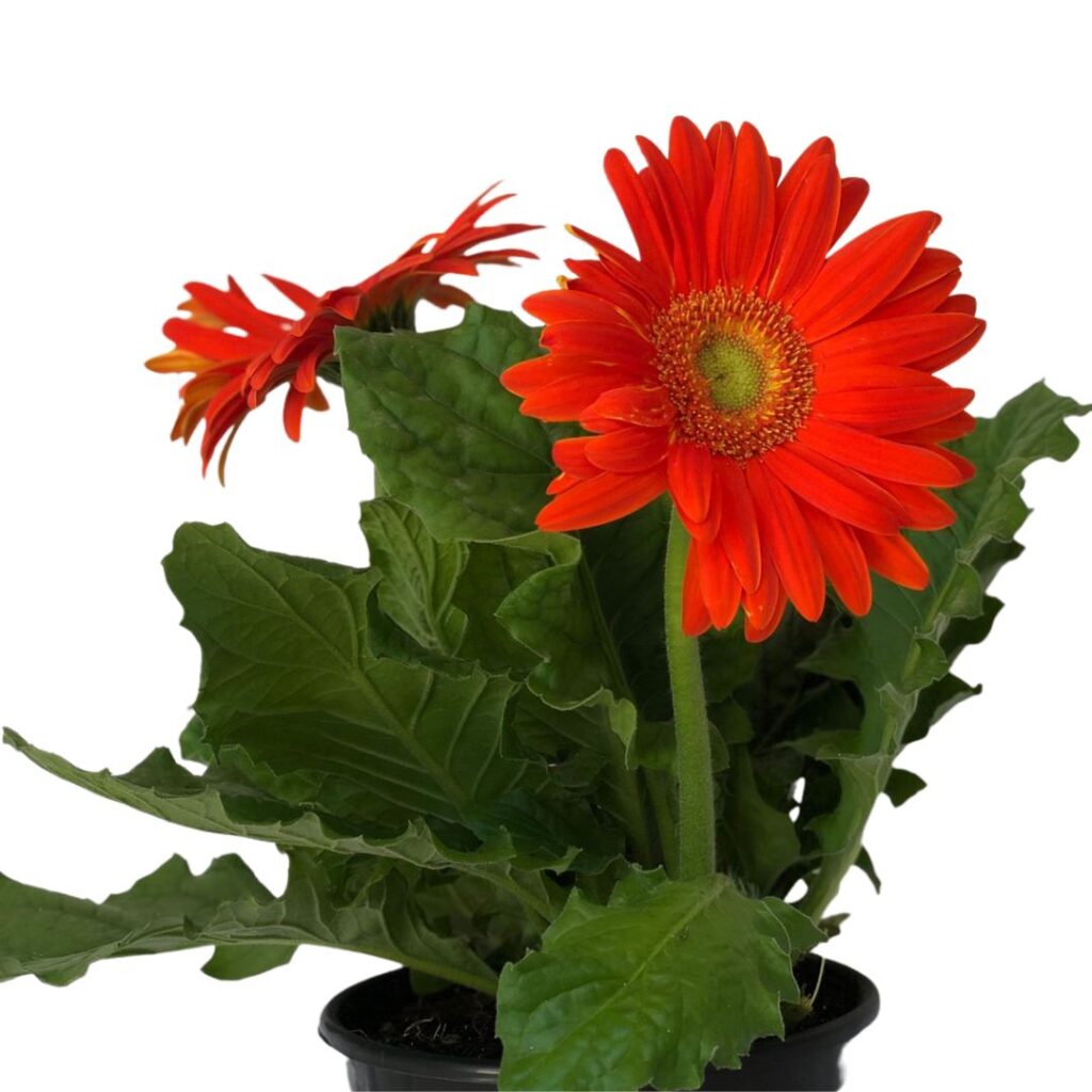 Margarida Africana - Gerbera Jamesonii Pote 14
