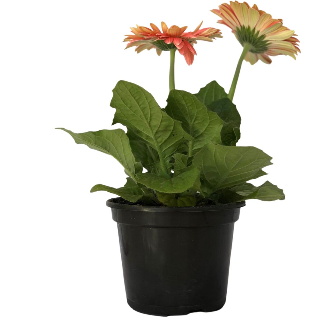 Margarida Africana - Gerbera Jamesonii Pote 14 - Imagem 8