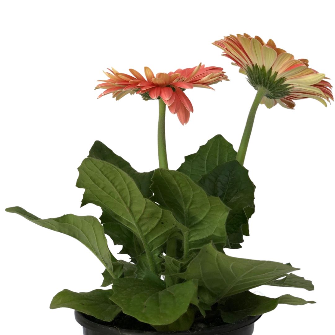 Margarida Africana - Gerbera Jamesonii Pote 14 - Imagem 4