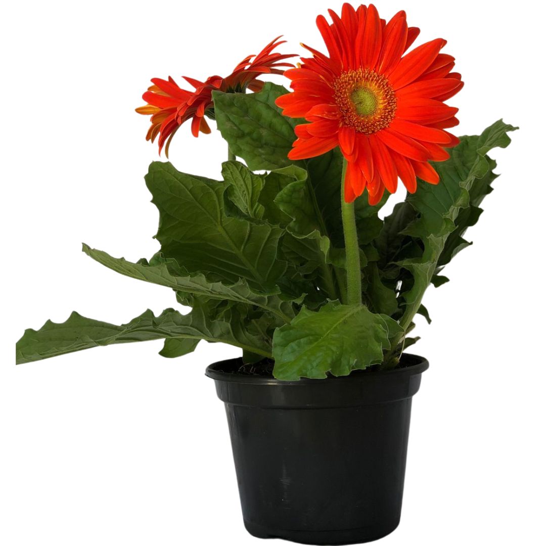 Margarida Africana - Gerbera Jamesonii Pote 14 - Imagem 5