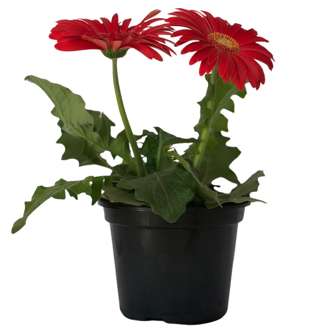 Margarida Africana - Gerbera Jamesonii Pote 14 - Imagem 7
