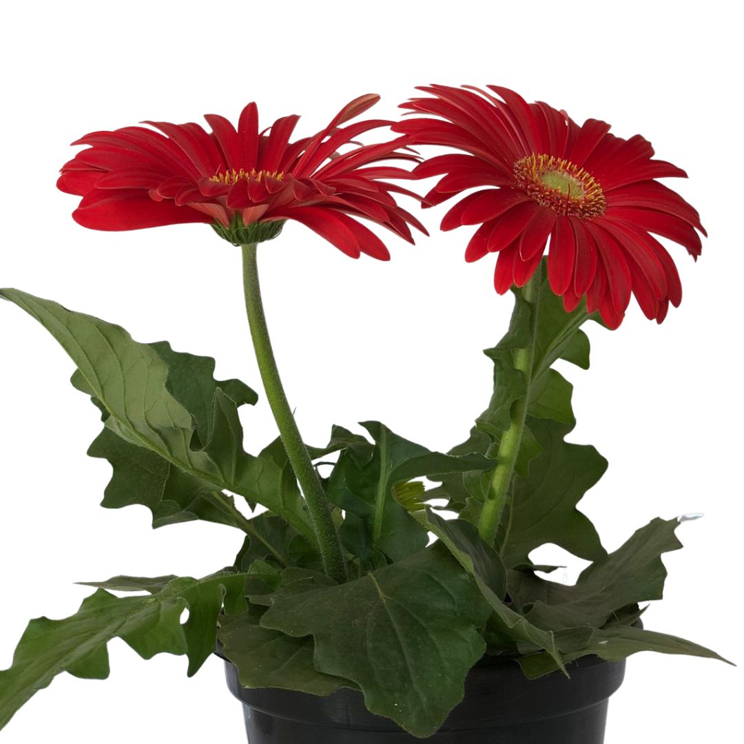 Margarida Africana - Gerbera Jamesonii Pote 14 - Imagem 6