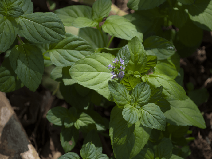 2 Mudas Levante (Mentha spicata) - Mudas no Saquinho - Imagem 5