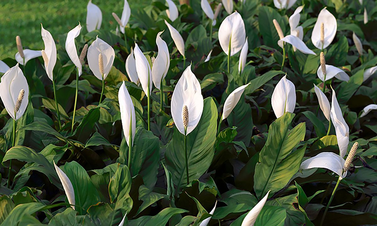 Lírio-da-paz - Spathiphyllum wallisii - Mudas no Saquinho - Imagem 5