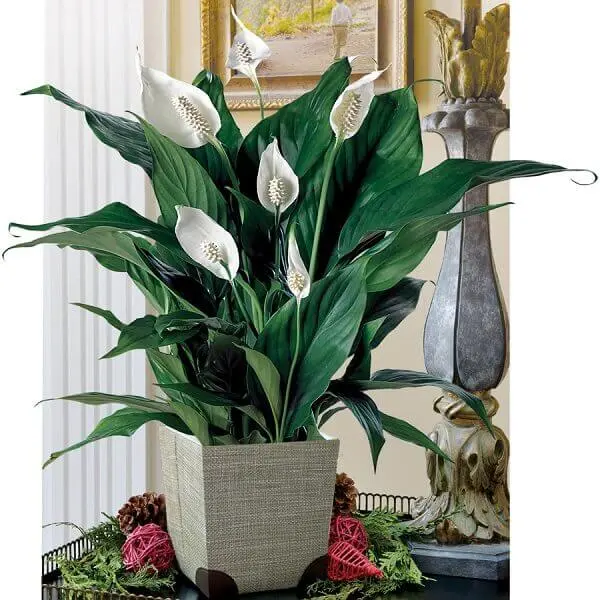 Lírio-da-paz - Spathiphyllum wallisii - Mudas no Saquinho - Imagem 6