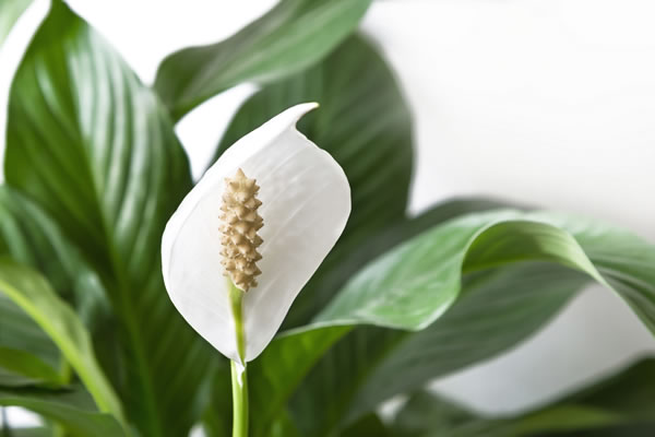 Lirio da Paz - Spathiphyllum Pico Cupido PT17 - Imagem 7