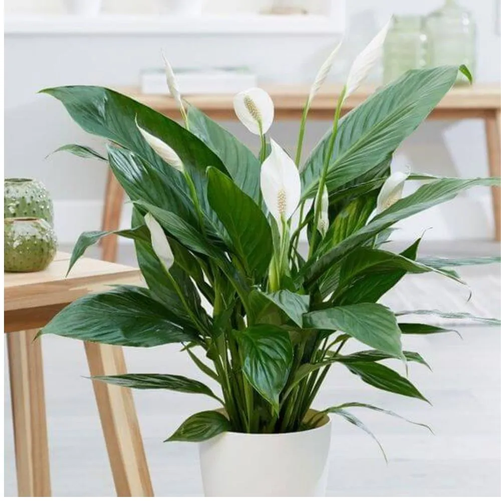 Lírio-da-paz - Spathiphyllum wallisii - Mudas no Saquinho - Imagem 8