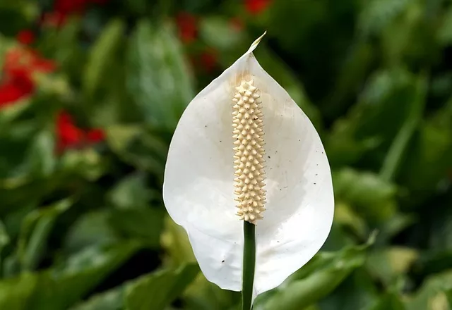 Lírio-da-paz - Spathiphyllum wallisii - Mudas no Saquinho - Imagem 9