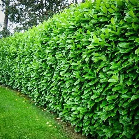 5 Mudas Clúsia Verde – Clusia fluminensis - no Saquinho - Imagem 6