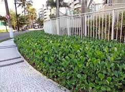 5 Mudas Clúsia Verde – Clusia fluminensis - no Saquinho - Imagem 7