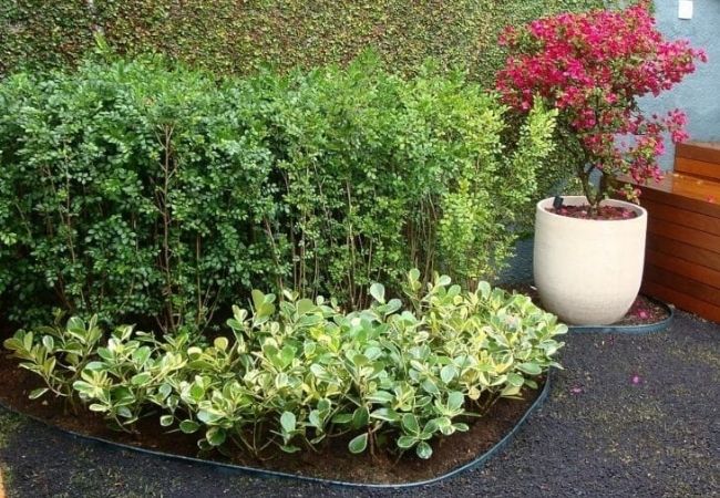 Clúsia Variegata – Clusia fluminensis Variegatum 70cm - Imagem 4