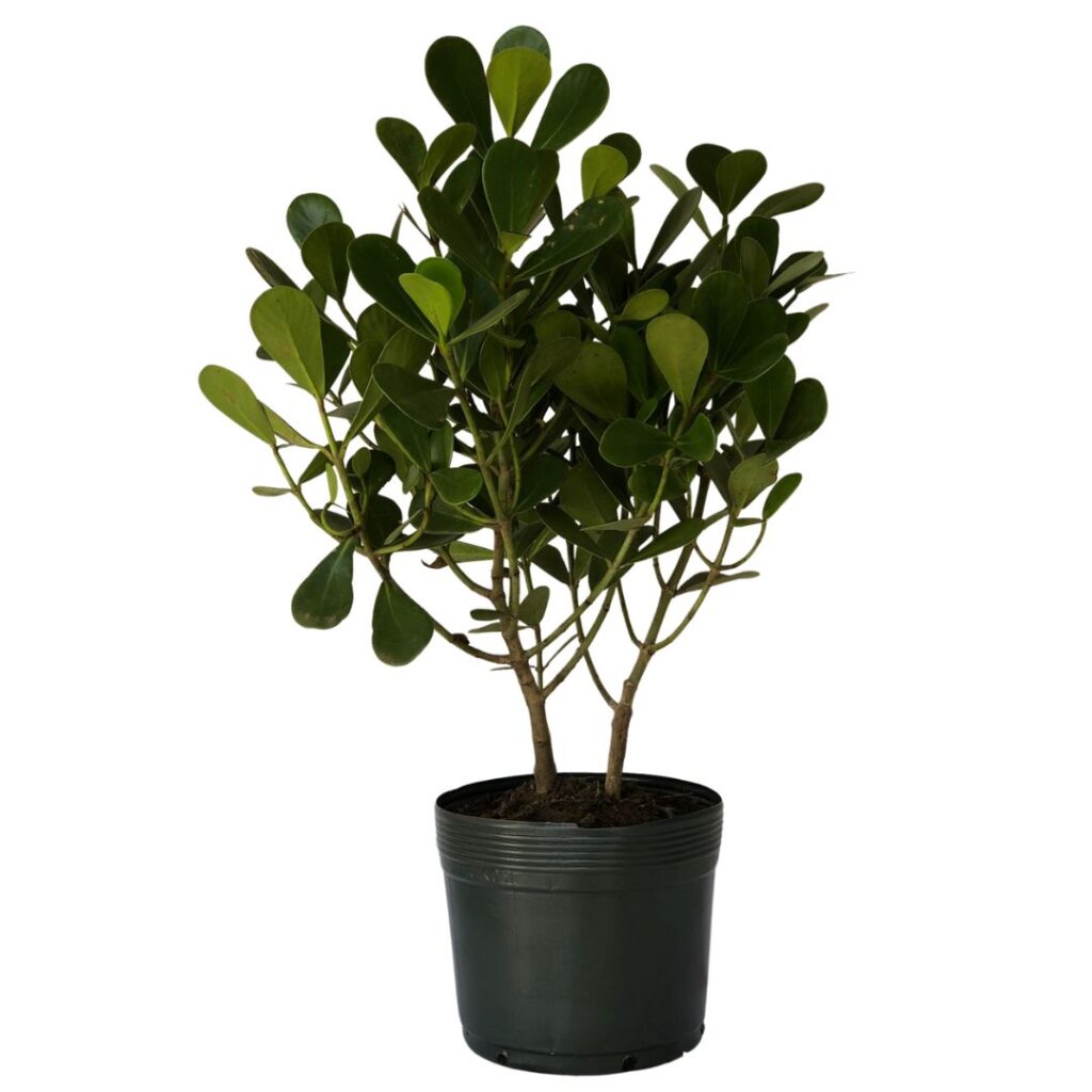 10 Mudas Clúsia Verde – Clusia fluminensis Verde 70cm