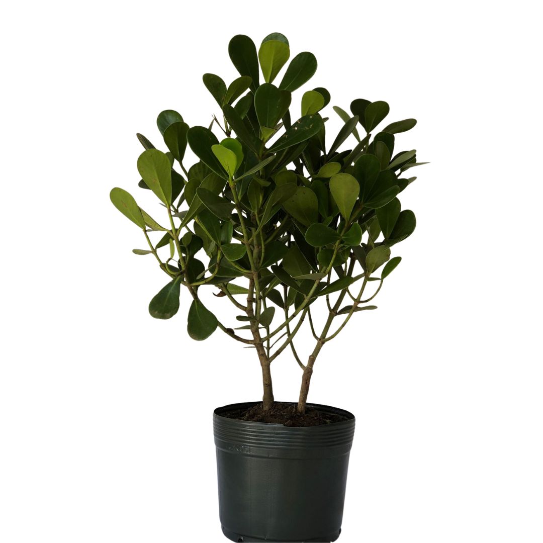 Clúsia Verde – Clusia fluminensis Verde 70cm - Imagem 3