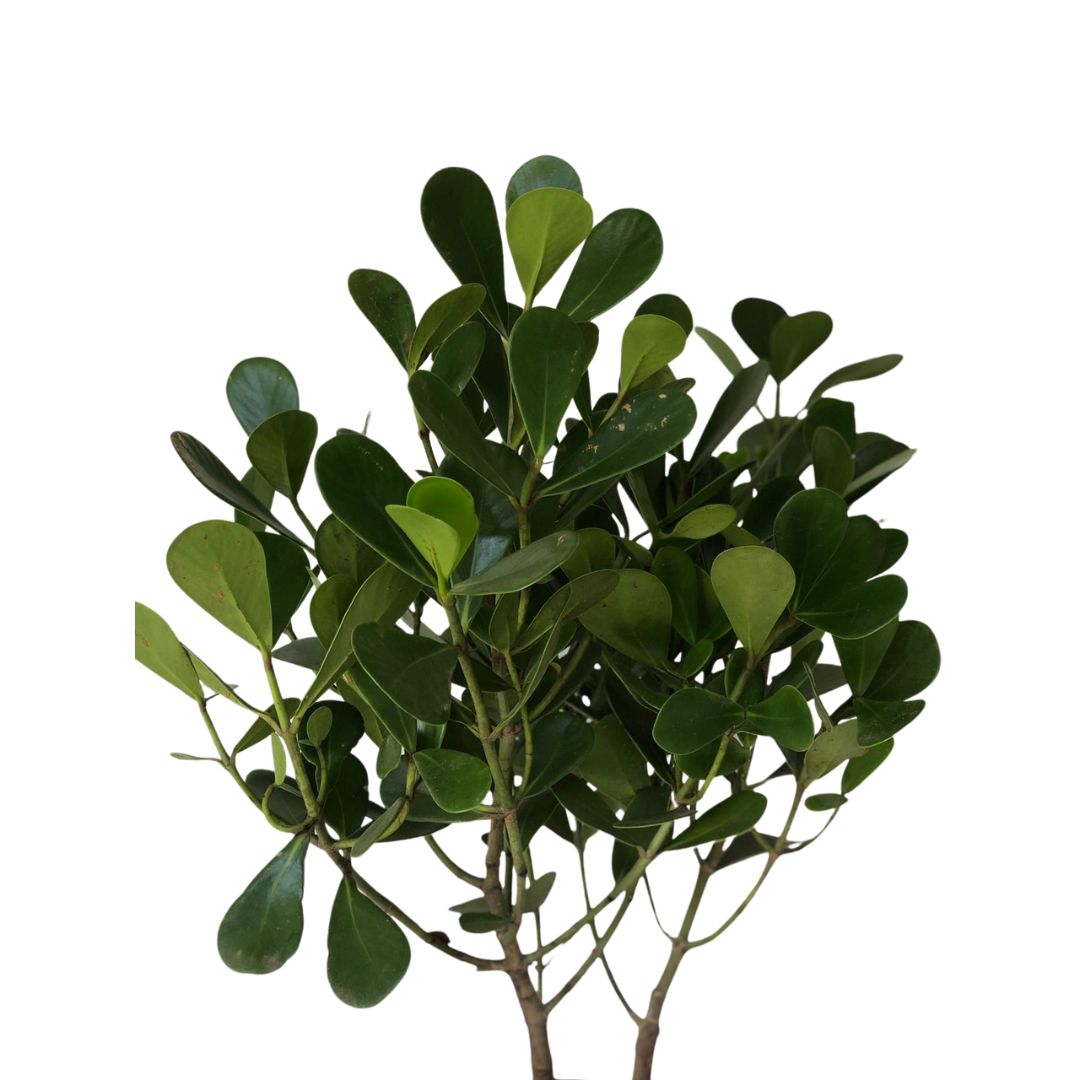 Clúsia Verde – Clusia fluminensis Verde 70cm - Imagem 2