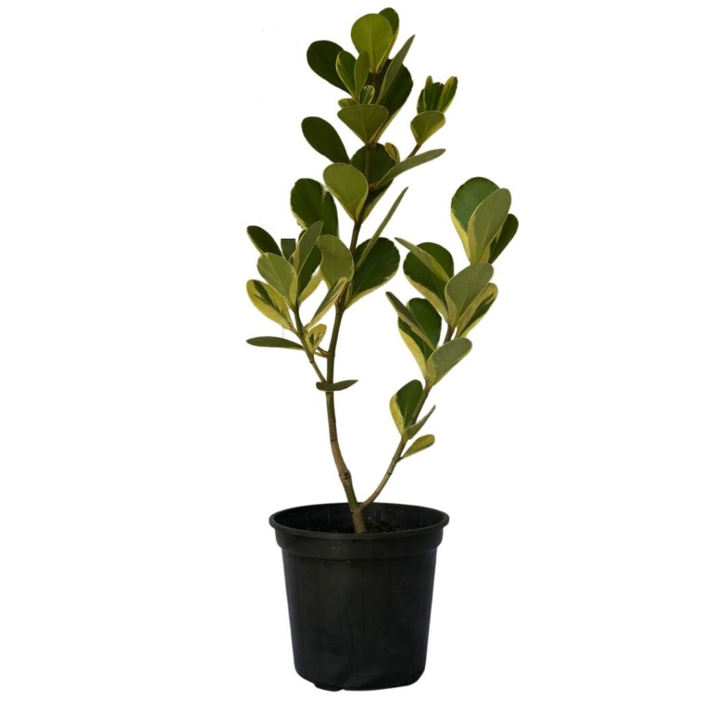 Clúsia Variegata – Clusia fluminensis Variegatum 70cm