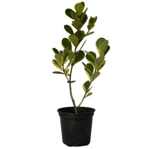 Clúsia Variegata – Clusia fluminensis Variegatum 70cm
