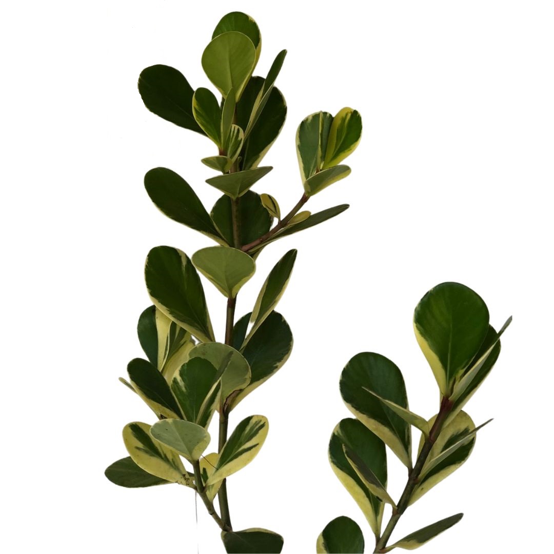 Clúsia Variegata – Clusia fluminensis Variegatum 70cm - Imagem 2