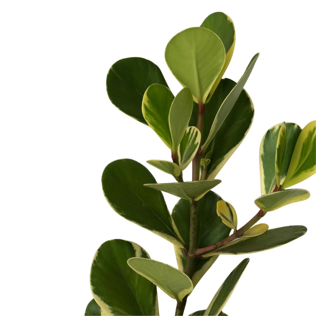 Clúsia Variegata – Clusia fluminensis Variegatum 70cm - Imagem 3