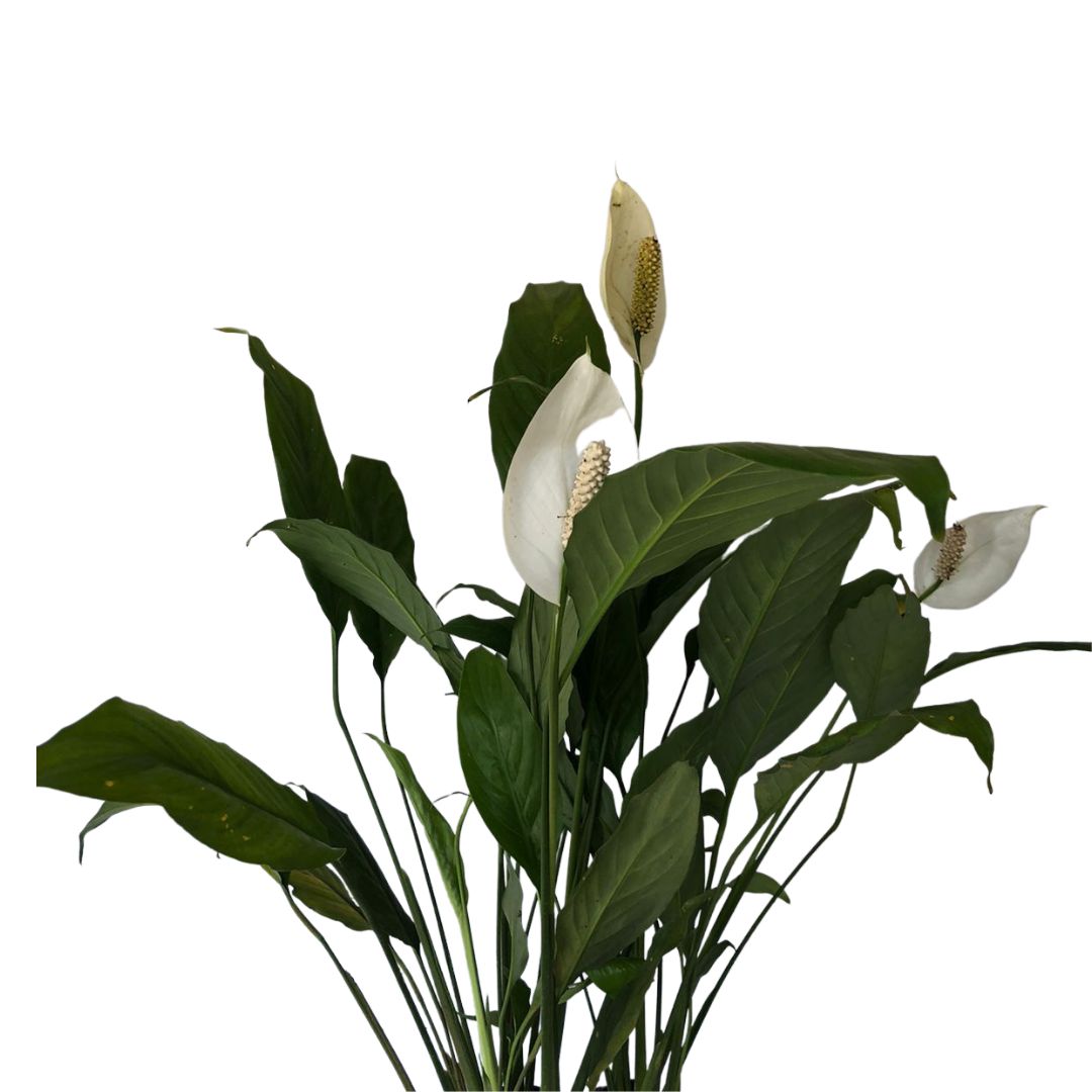 Lírio-da-paz - Spathiphyllum wallisii - Mudas no Saquinho - Imagem 3