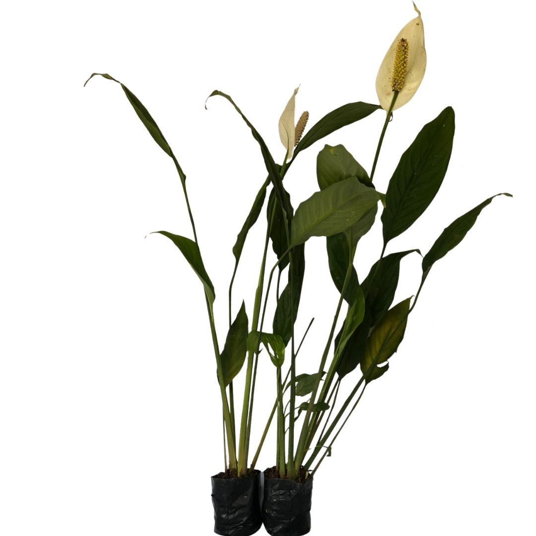 Lírio-da-paz - Spathiphyllum wallisii - Mudas no Saquinho - Imagem 10