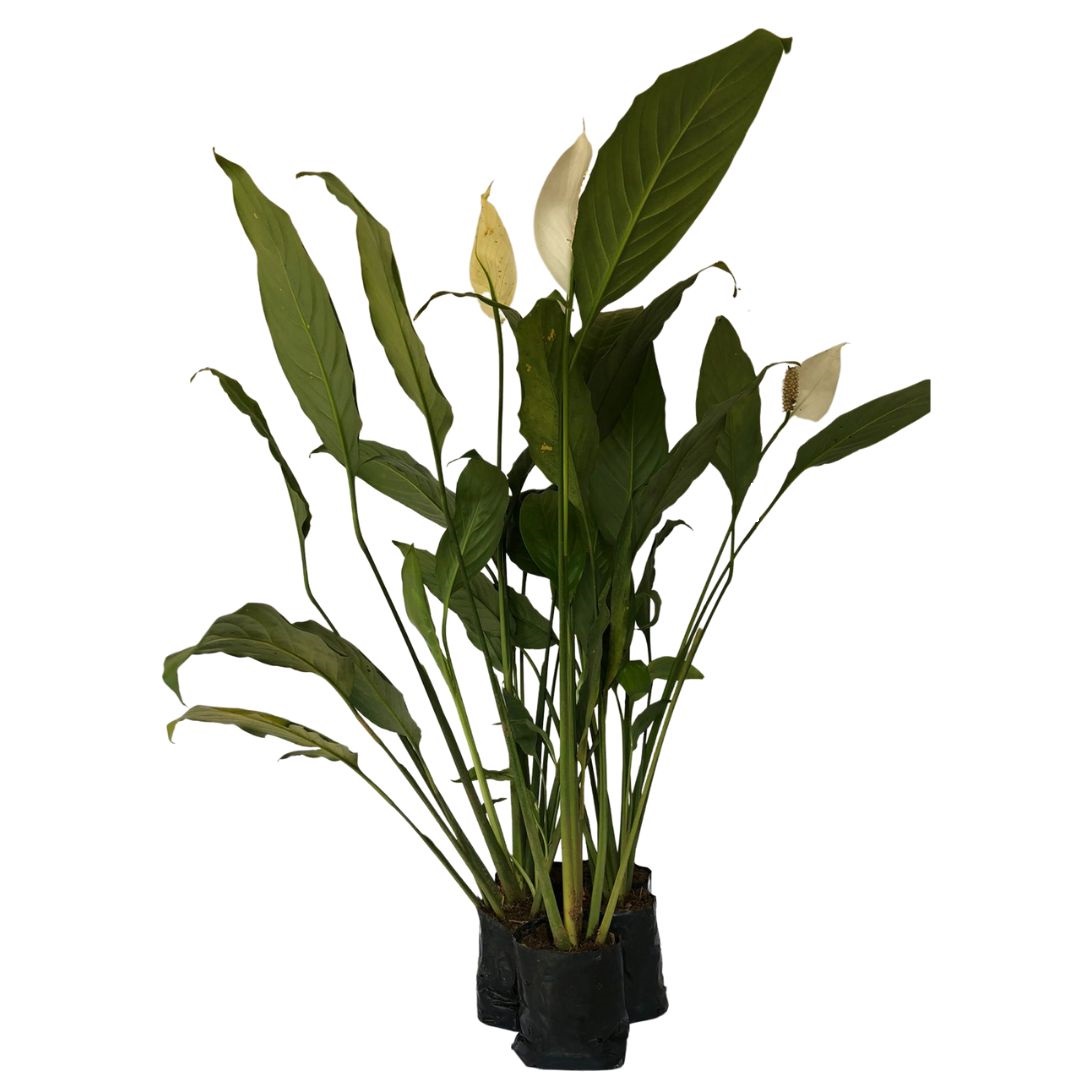 Lírio-da-paz - Spathiphyllum wallisii - Mudas no Saquinho - Imagem 4