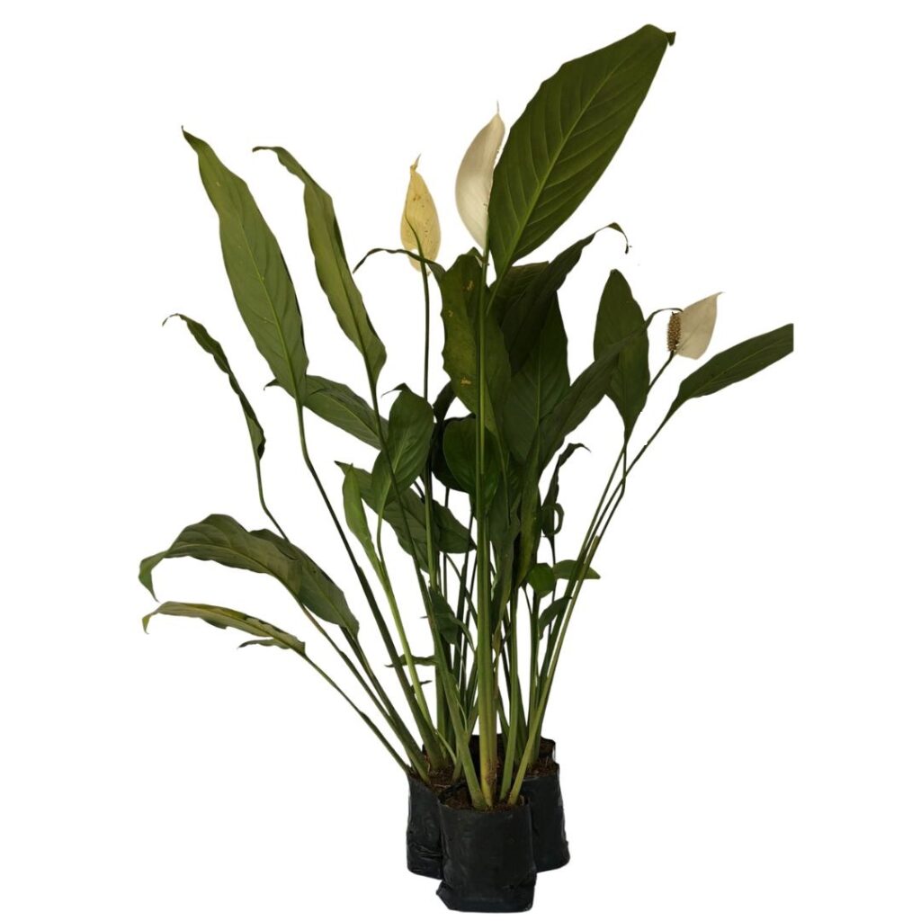 5 Mudas  Lírio-da-paz - Spathiphyllum wallisii no Saquinho