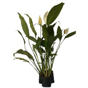 5 Mudas  Lírio-da-paz - Spathiphyllum wallisii no Saquinho