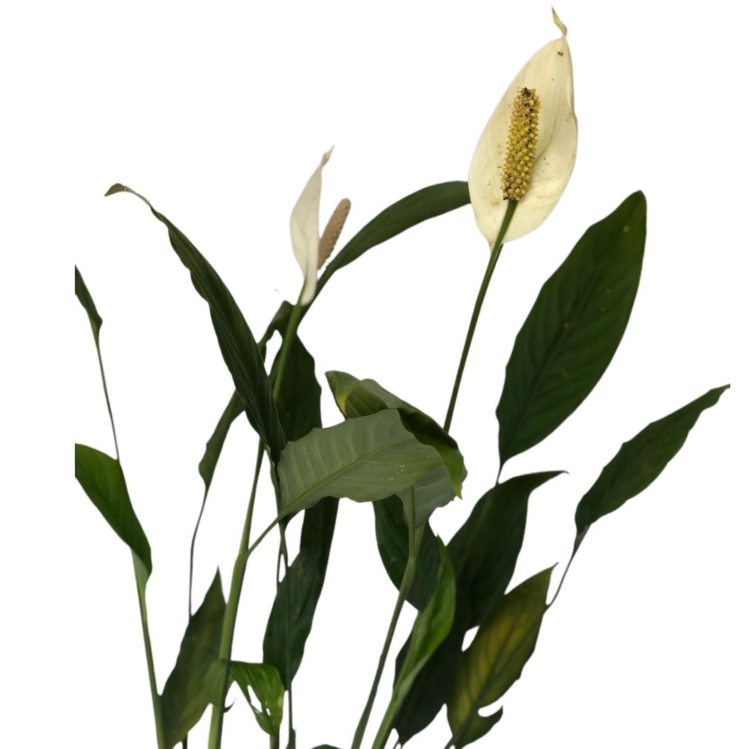 Lírio-da-paz - Spathiphyllum wallisii - Mudas no Saquinho - Imagem 2