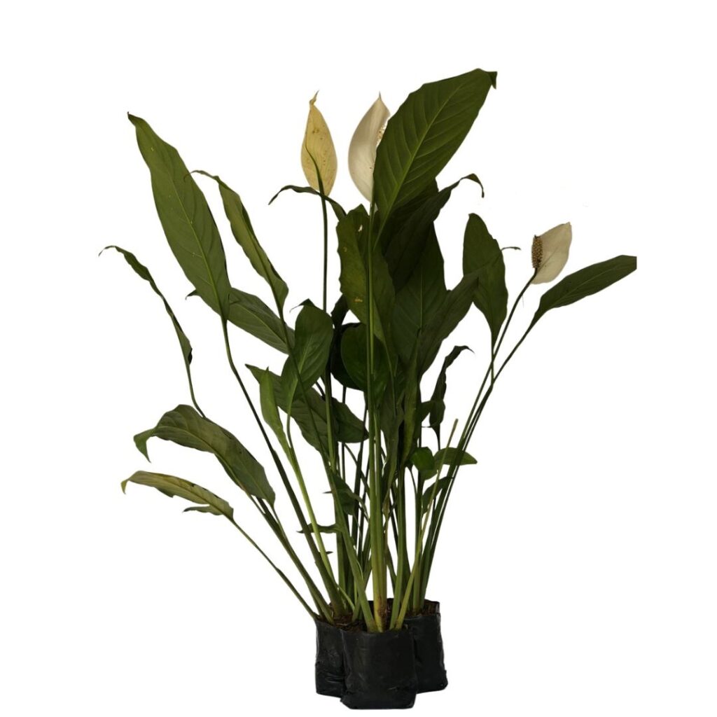 Lírio-da-paz - Spathiphyllum wallisii - Mudas no Saquinho