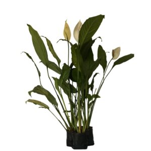 Lírio-da-paz - Spathiphyllum wallisii - Mudas no Saquinho