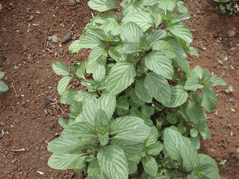2 Mudas Levante (Mentha spicata) - Mudas no Saquinho - Imagem 6