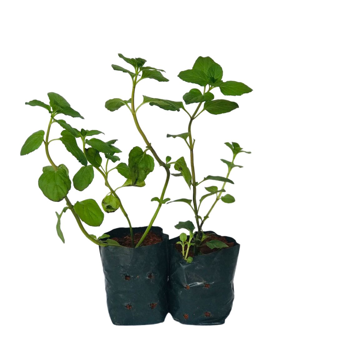 2 Mudas Levante (Mentha spicata) - Mudas no Saquinho - Imagem 3