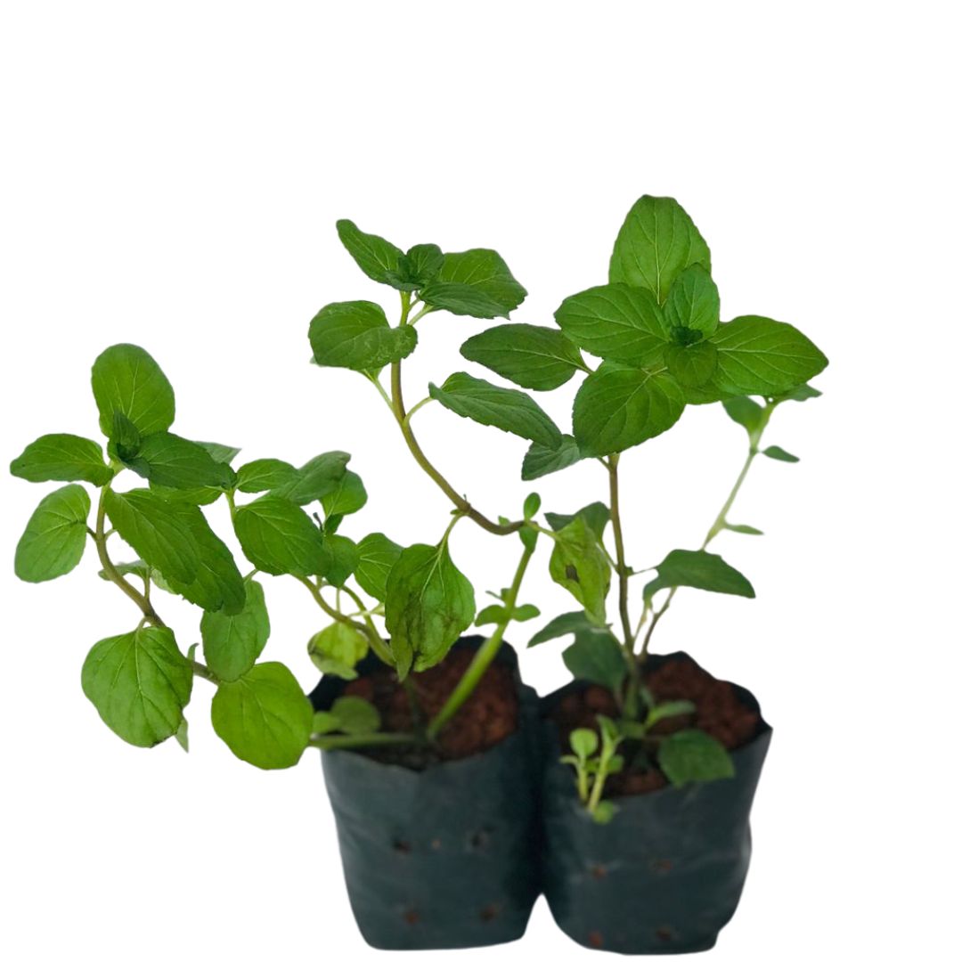 2 Mudas Levante (Mentha spicata) - Mudas no Saquinho - Imagem 4