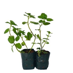 Levante (Mentha spicata) - Mudas no Saquinho
