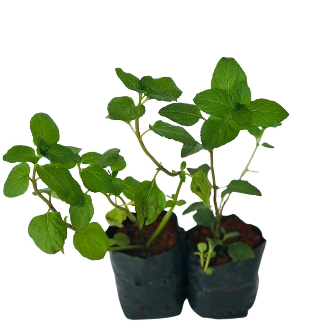 2 Mudas Levante (Mentha spicata) - Mudas no Saquinho - Imagem 2