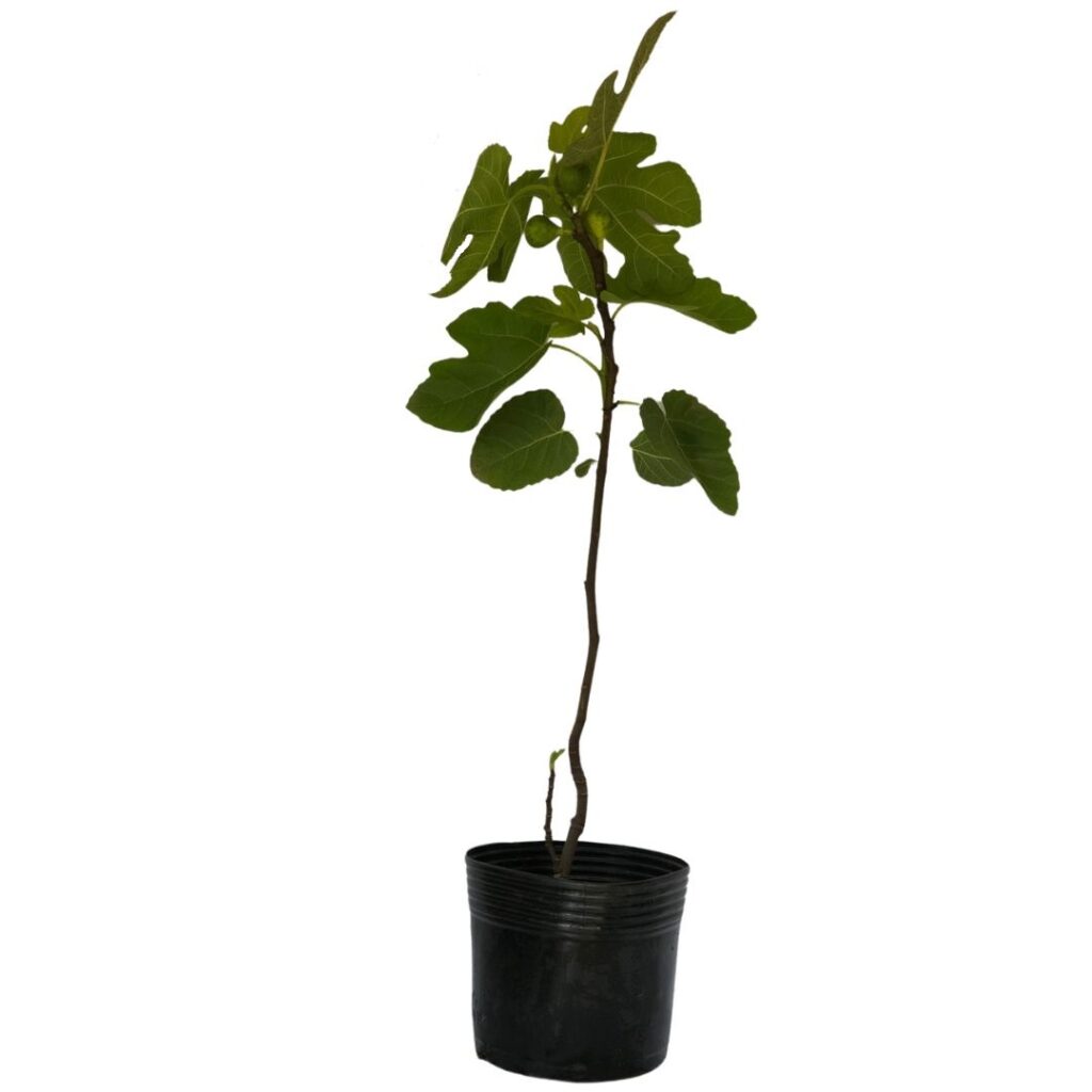 Figo, Figueira-comum, Figueira – Ficus carica - 60cm