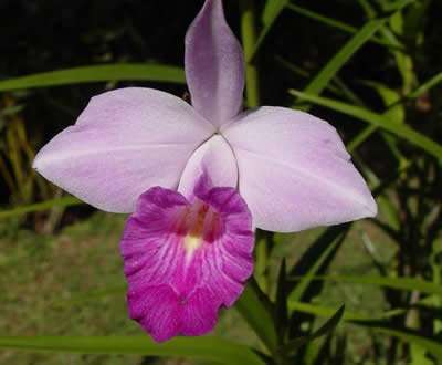 5 Mudas Orquídea Bambu (Arundina Bambusifolia) - 60cm - Imagem 6