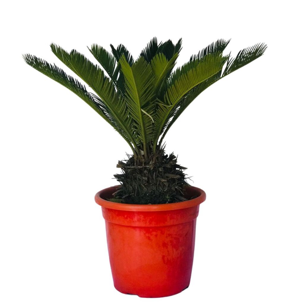 Palmeira Cica - Sagu-de-jardim - Cycas revoluta - 60cm