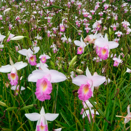 Orquídea Bambu (Arundina Bambusifolia) - 60cm - Imagem 9
