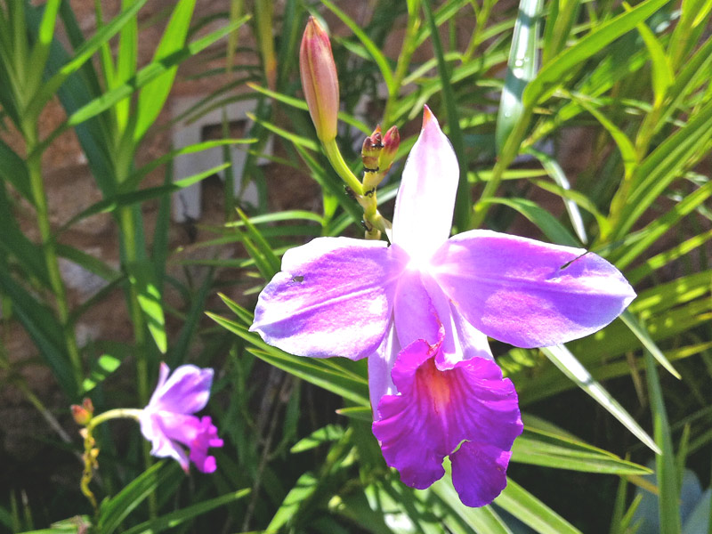 5 Mudas Orquídea Bambu (Arundina Bambusifolia) - 60cm - Imagem 8