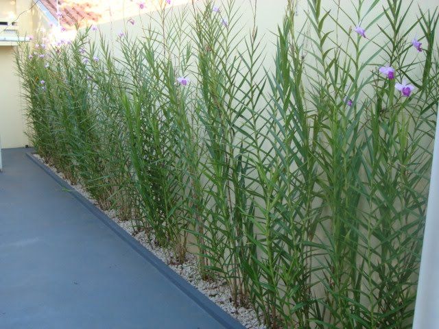 5 Mudas Orquídea Bambu (Arundina Bambusifolia) - 60cm - Imagem 5