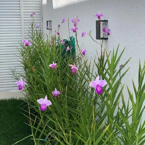 5 Mudas Orquídea Bambu (Arundina Bambusifolia) - 60cm - Imagem 10