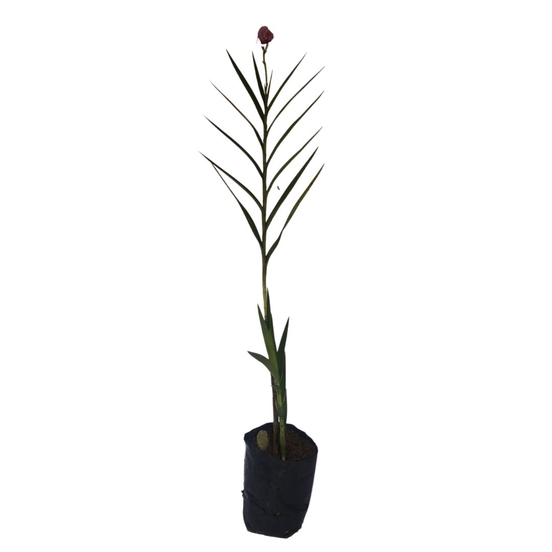 Orquídea Bambu (Arundina Bambusifolia) - 60cm - Imagem 2