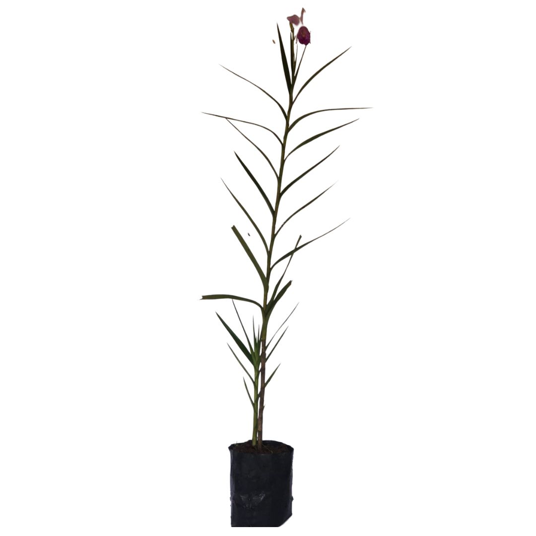 Orquídea Bambu (Arundina Bambusifolia) - 60cm - Imagem 3