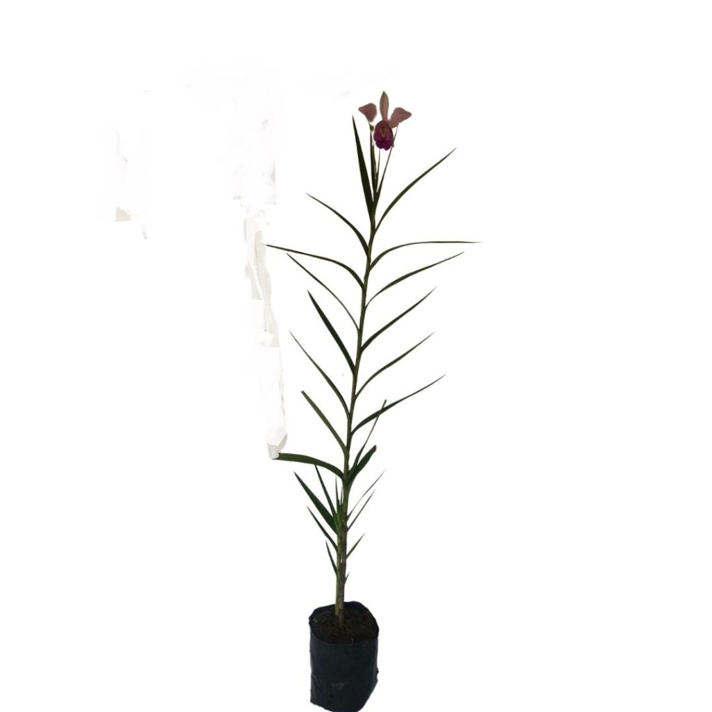 Orquídea Bambu (Arundina Bambusifolia) - 60cm