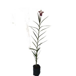 Orquídea Bambu (Arundina Bambusifolia) - 60cm